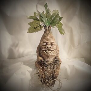 grande mandragore assise espiègle