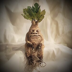 grande mandragore assise boudeuse